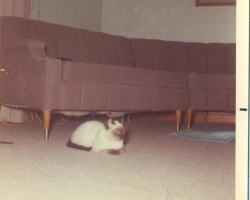 our kitty