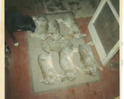 p368